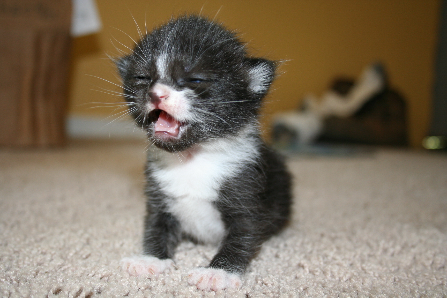 Tiny Roar