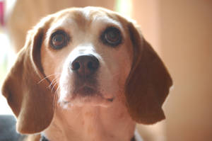 Beagle I