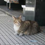 Bookstore cat