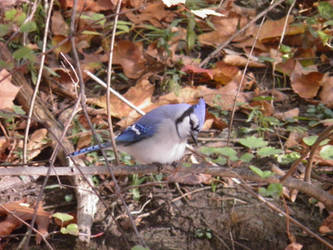 Mr. Bluebird on My Shoulder 01