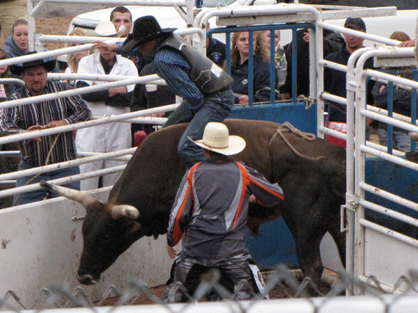 Bull Riding Deviantart Bull Rider 1 by corvettegal06 on DeviantArt