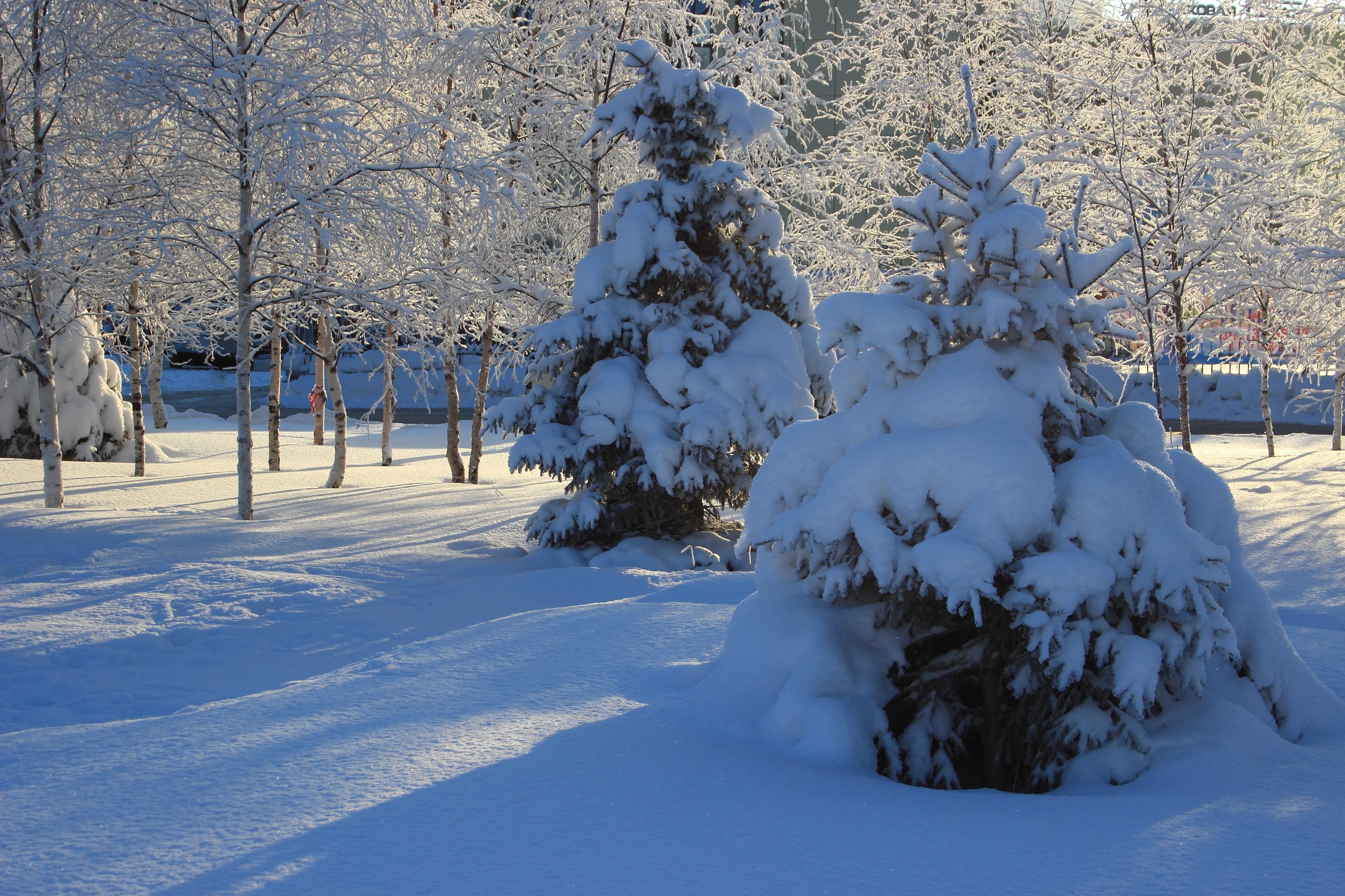 snowy tree 1