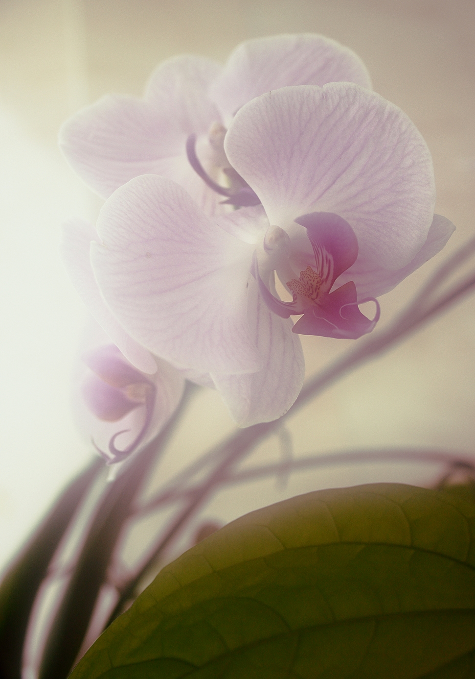 orchid 1