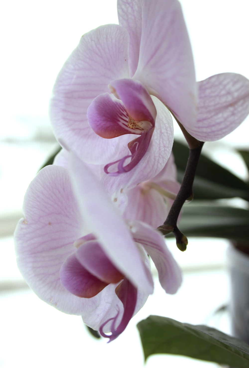 orchid 7