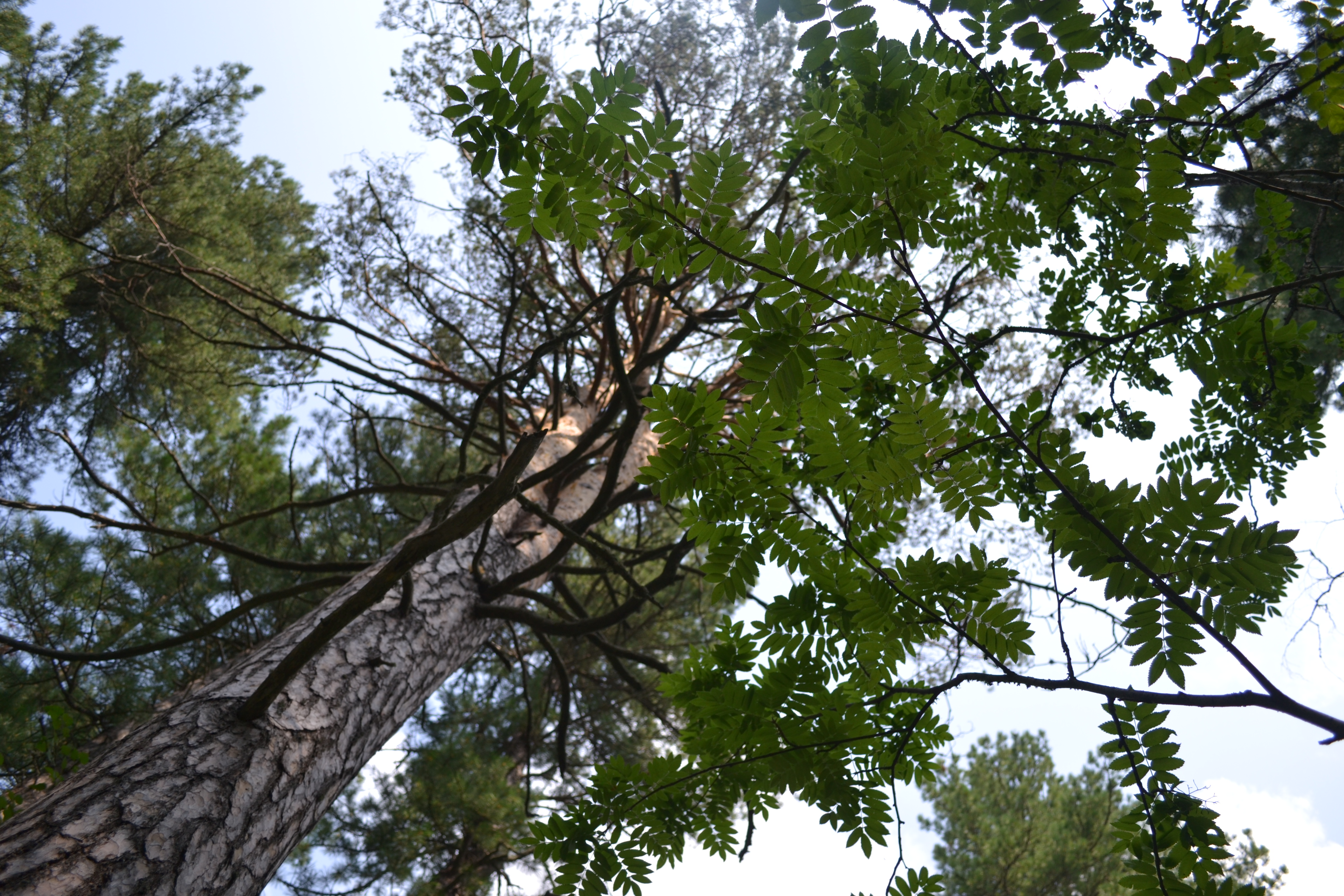 coniferous forest 3