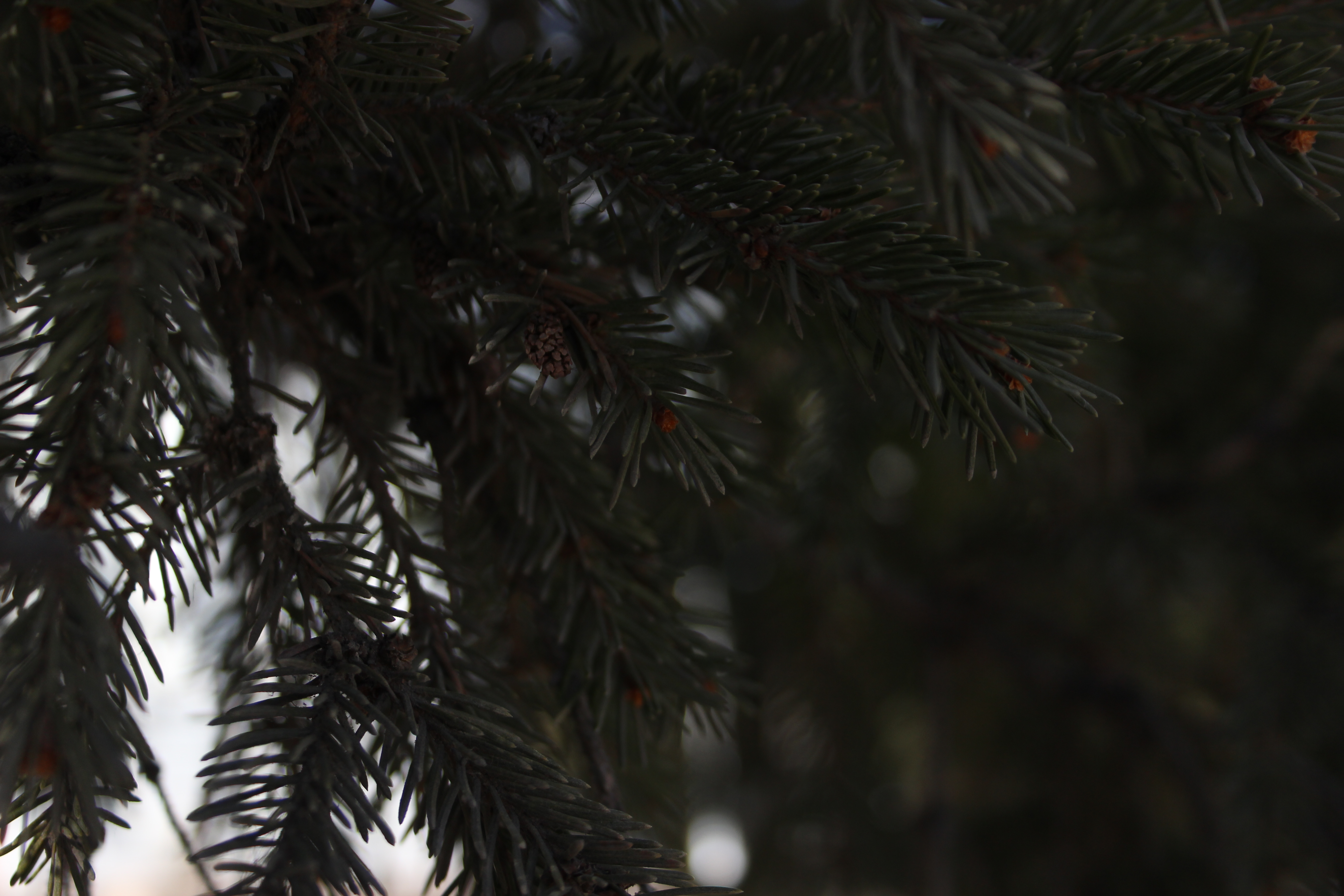 evergreen tree 2 - little cone