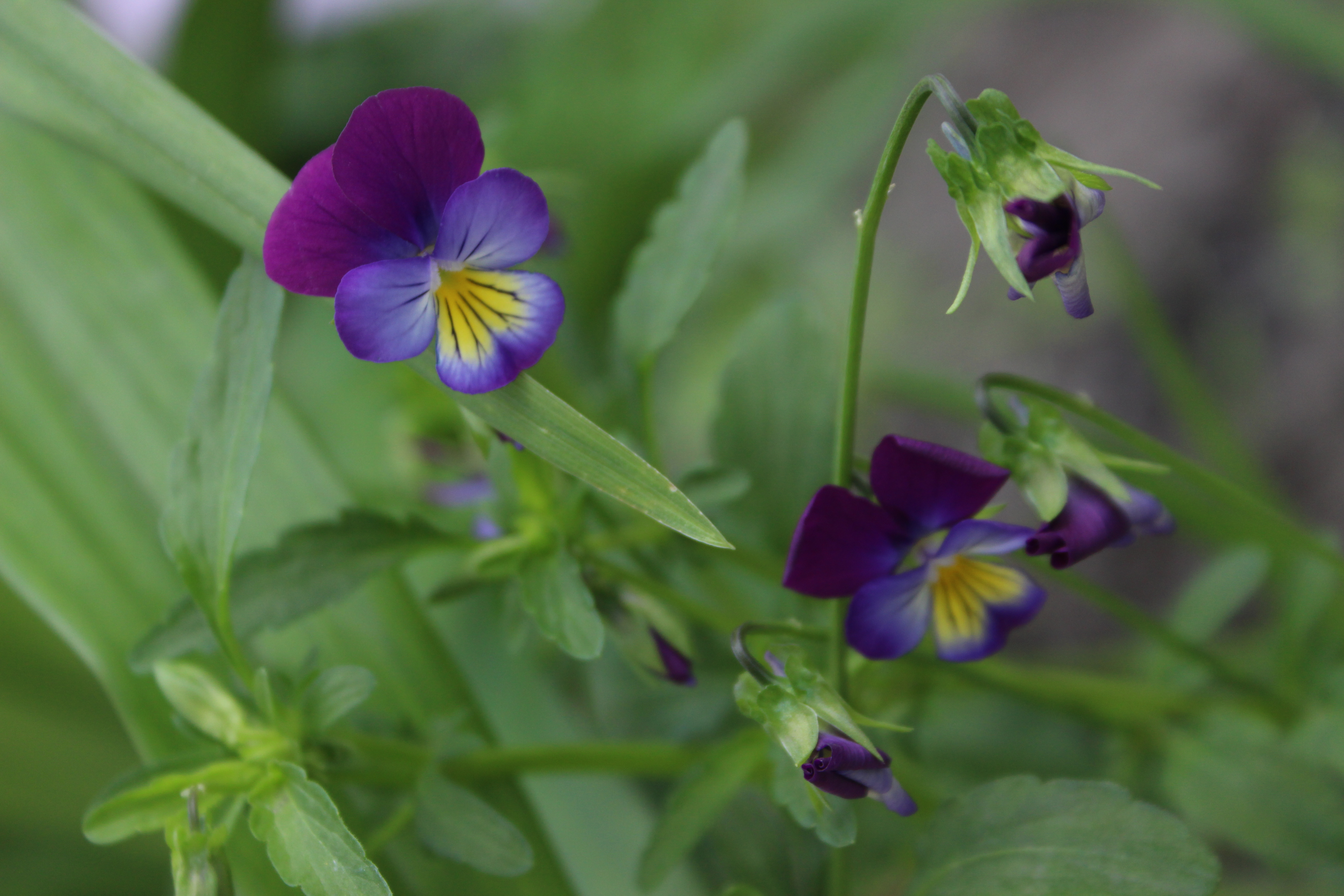 Viola tricolour 2