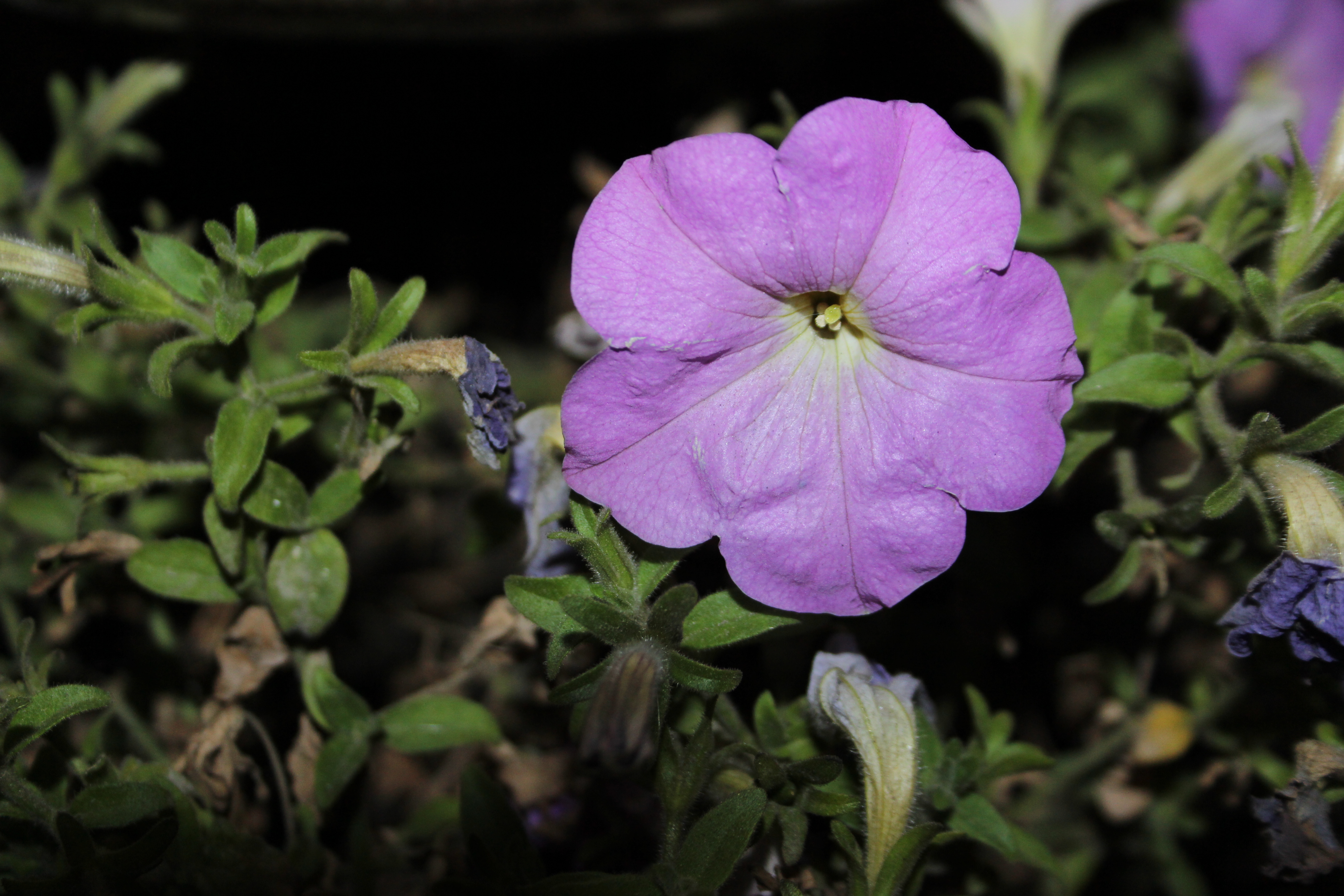 velvet flower