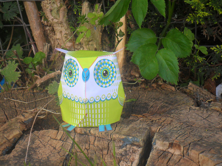 Little green owl 2