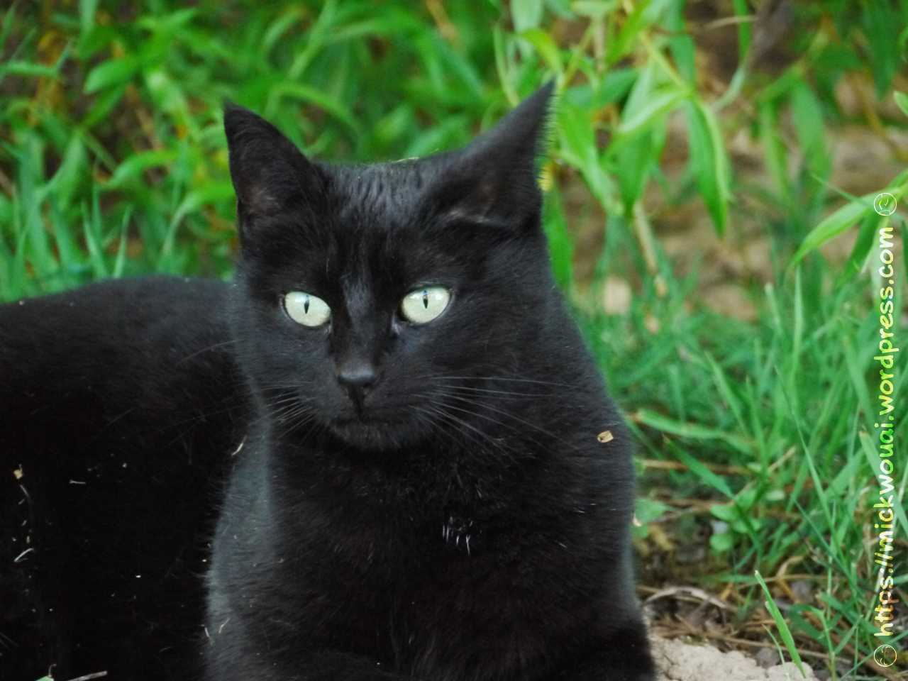 My Black Cat in the garden 004