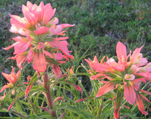 Indian Paintbrushes