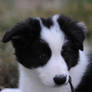 Border Collie Baby