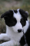 Border Collie Baby by FastandFurry