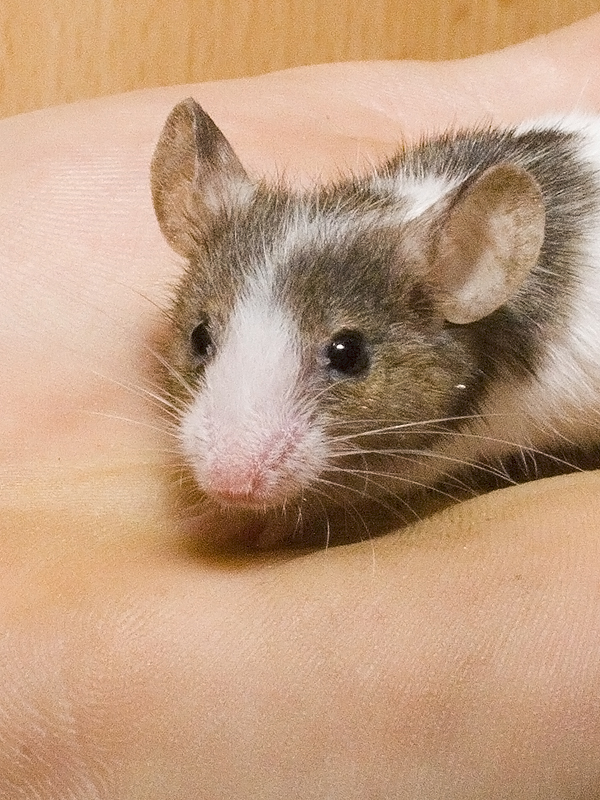 japanese mouse by guardiann on DeviantArt