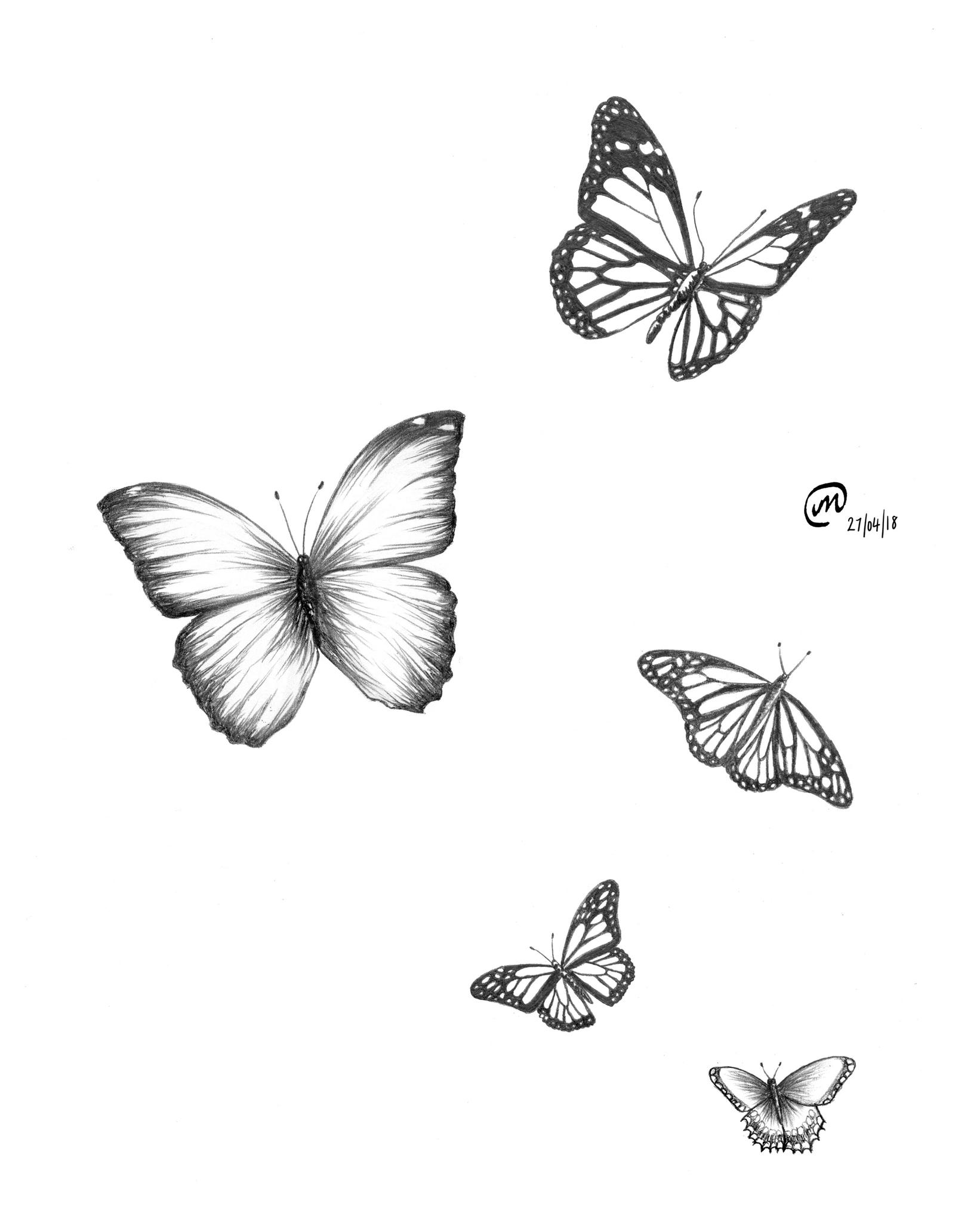 Flying Butterflies Sketch by Laeril on DeviantArt