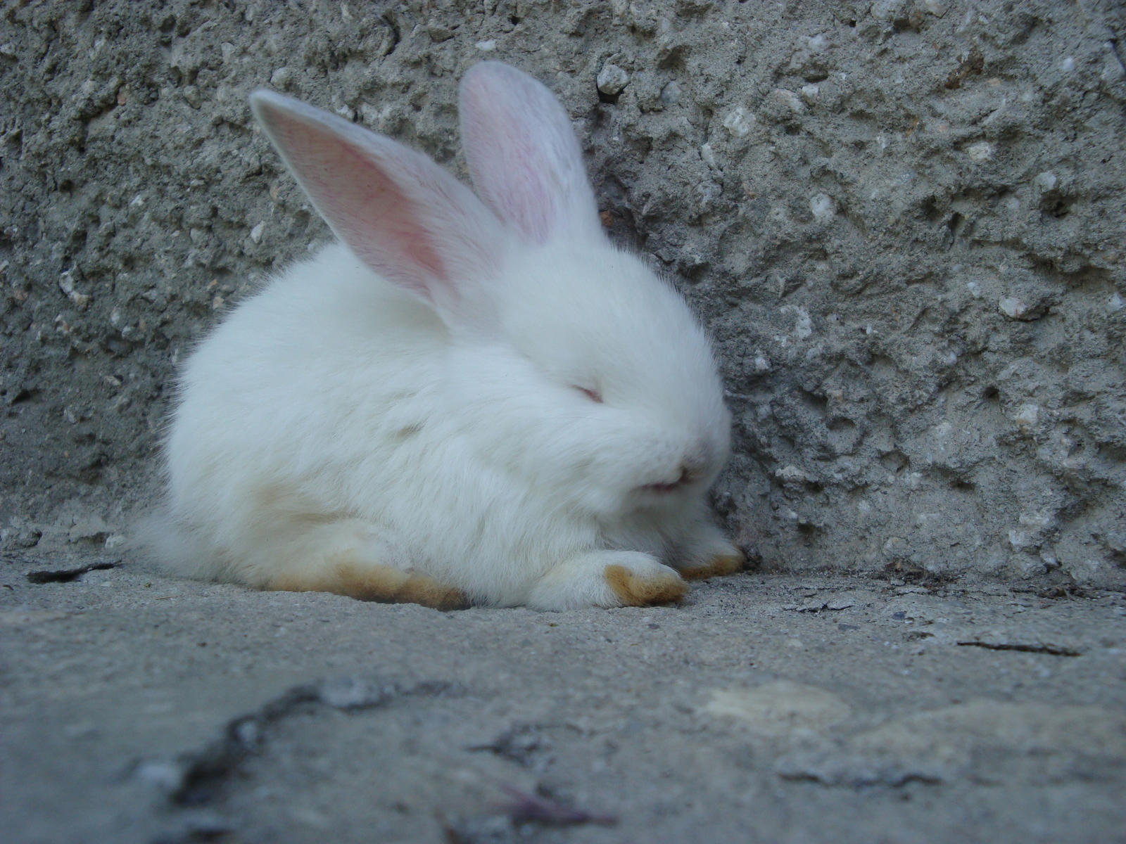 Shy white rabbit