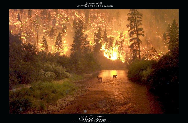 :.Wild Fire.: