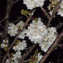 Cherry tree at night