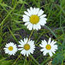 daisies