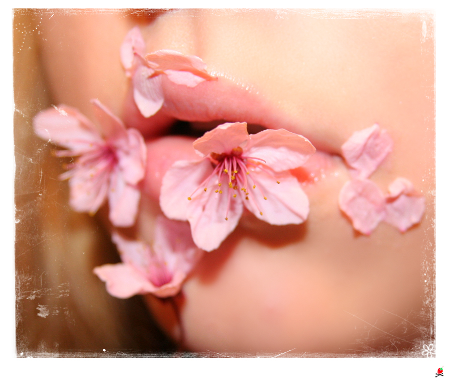 Cherry Blossom Kiss...