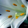 White Lily