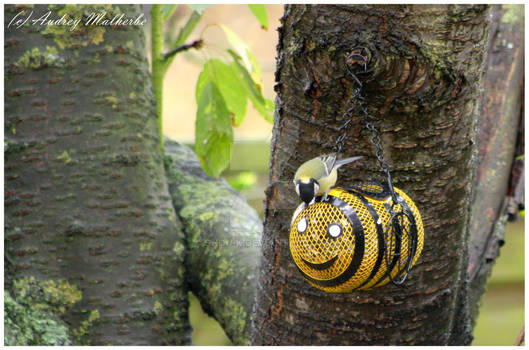 Parus Major