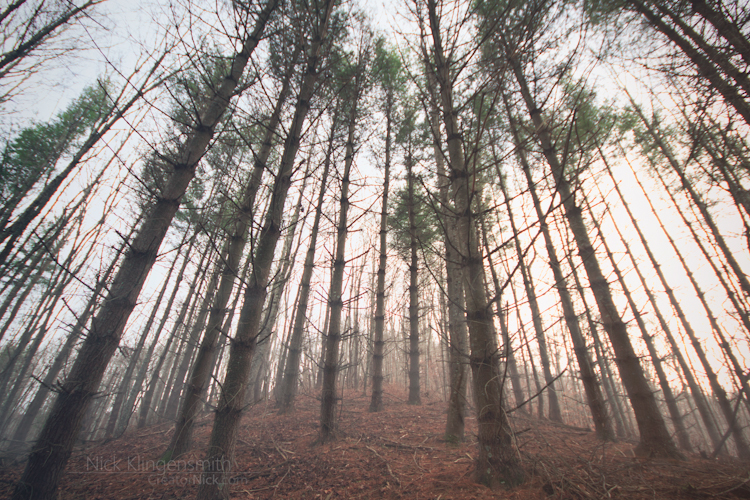 Forgotten Trees