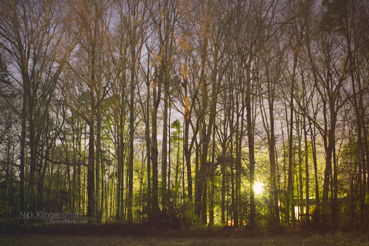 Nighttime Forest