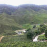 Tea Farm at Cameron Highland!