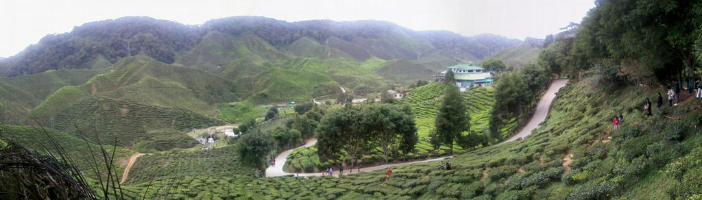 Tea Farm at Cameron Highland!