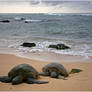 A Rest on the Beach