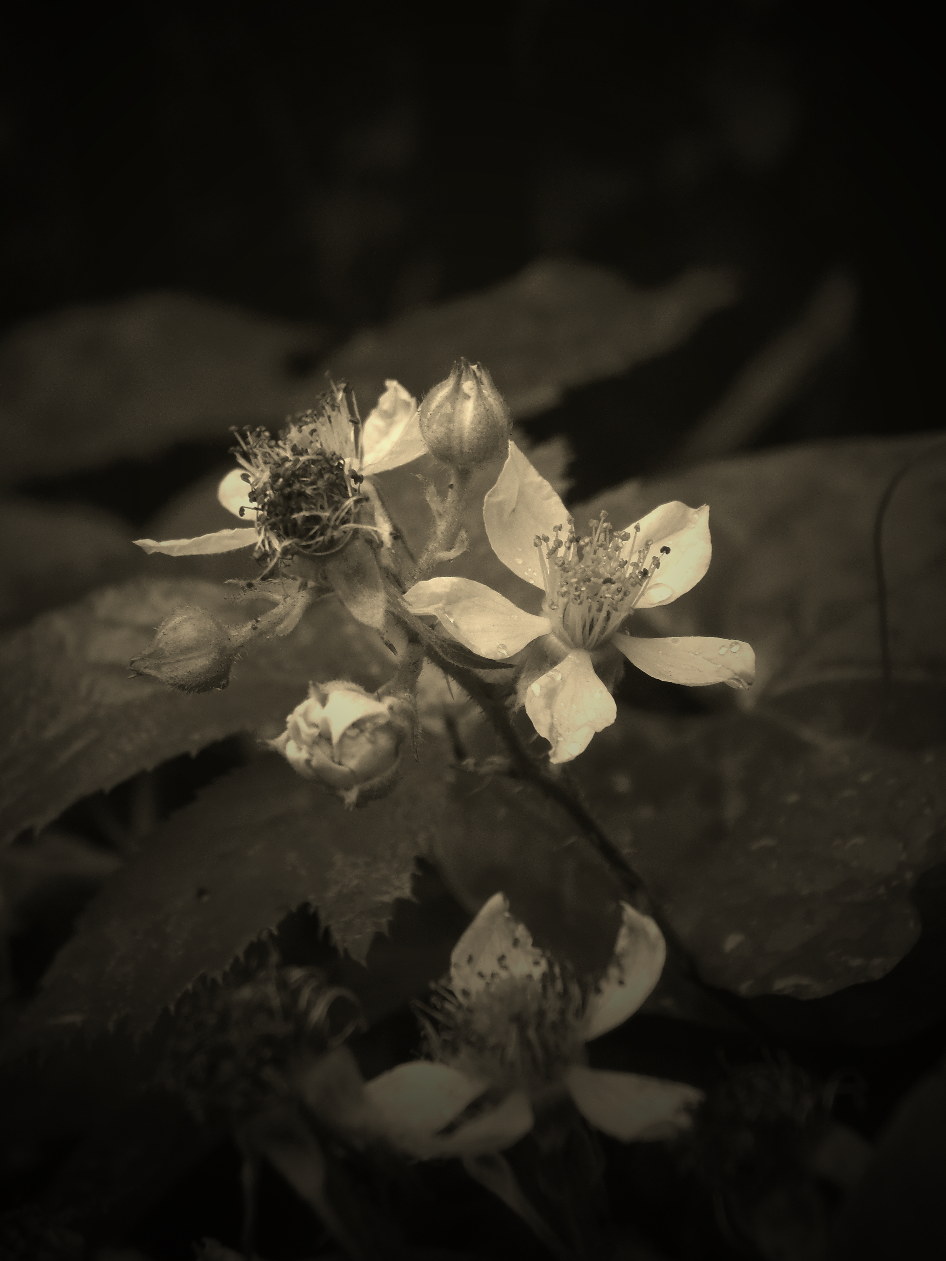 BLOSSOM ( SEPIA )