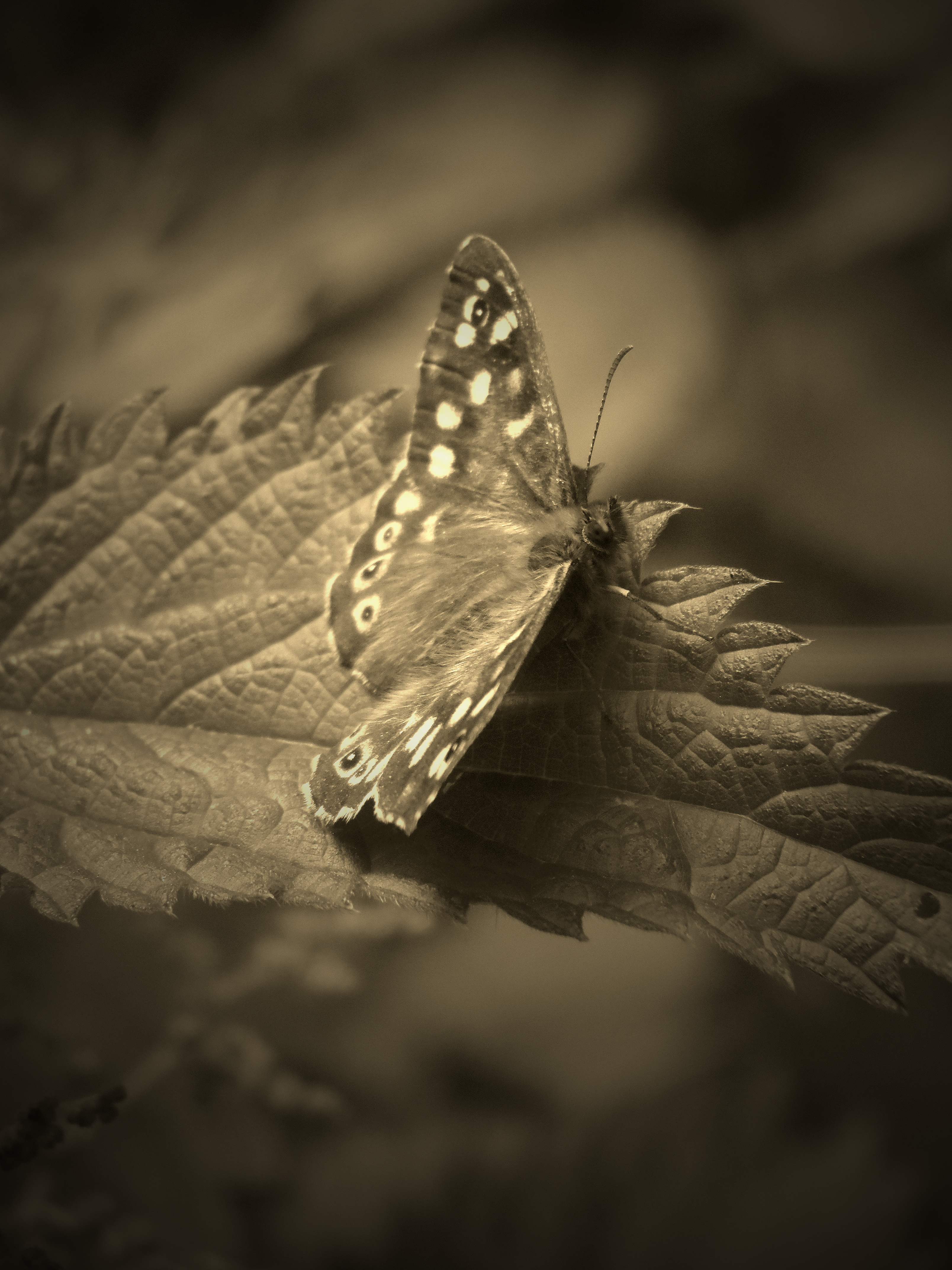 SEPIA BUTTERFLY #2