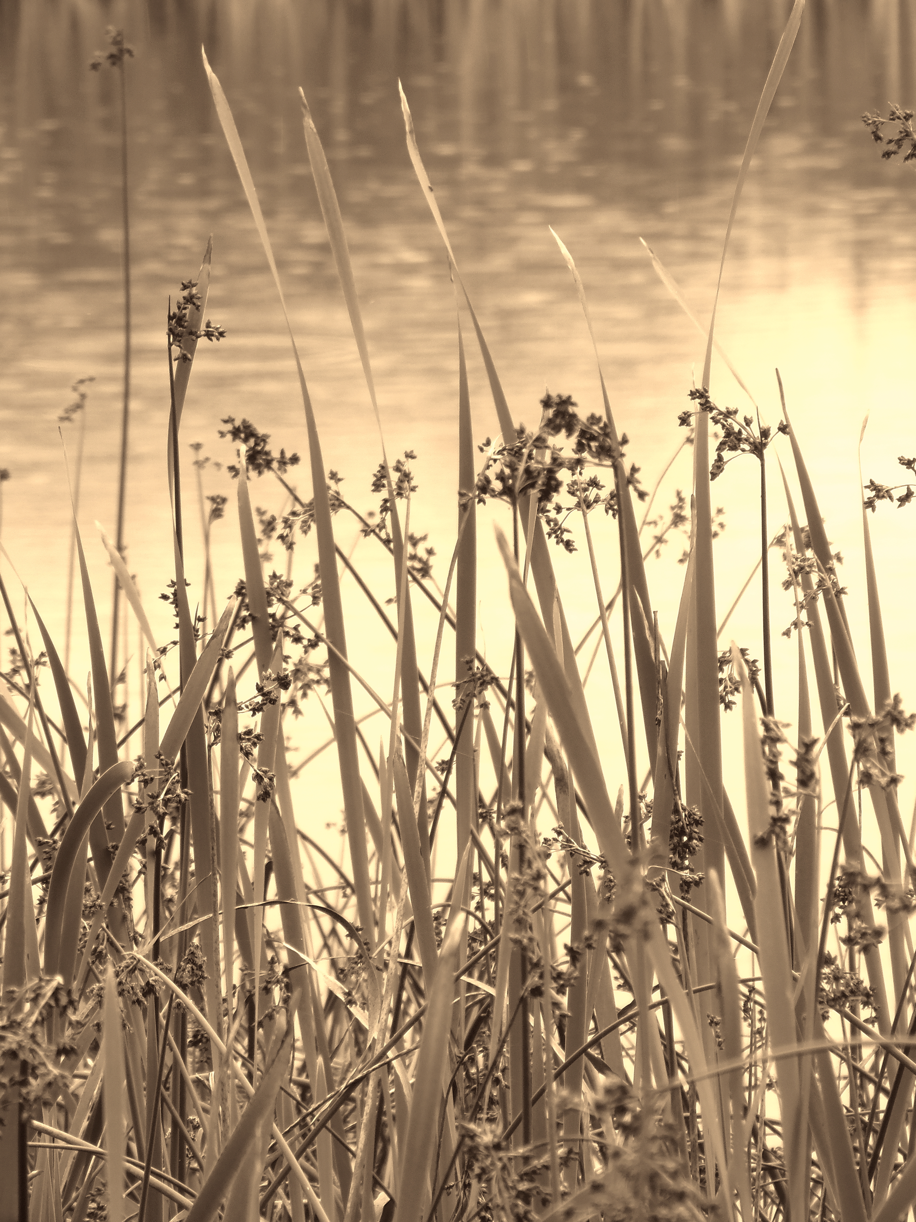 SUMMERS END ( SEPIA )