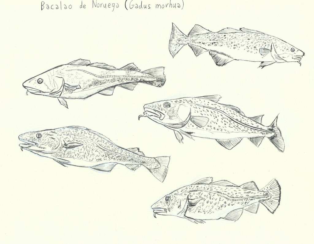 Two Cod Fish Drawing Atlantic Cod Drawing Atlantic Cod Free Stock Vectors