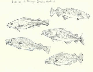 Atlantic Cod (Gadus morhua) by AnimationAndDrawings