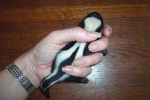 Baby skunk