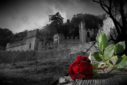 Castle and red rose