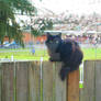 CaT on a wooden fence