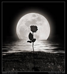 The lonely rose...