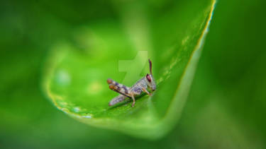 Small grasshopper on the plant