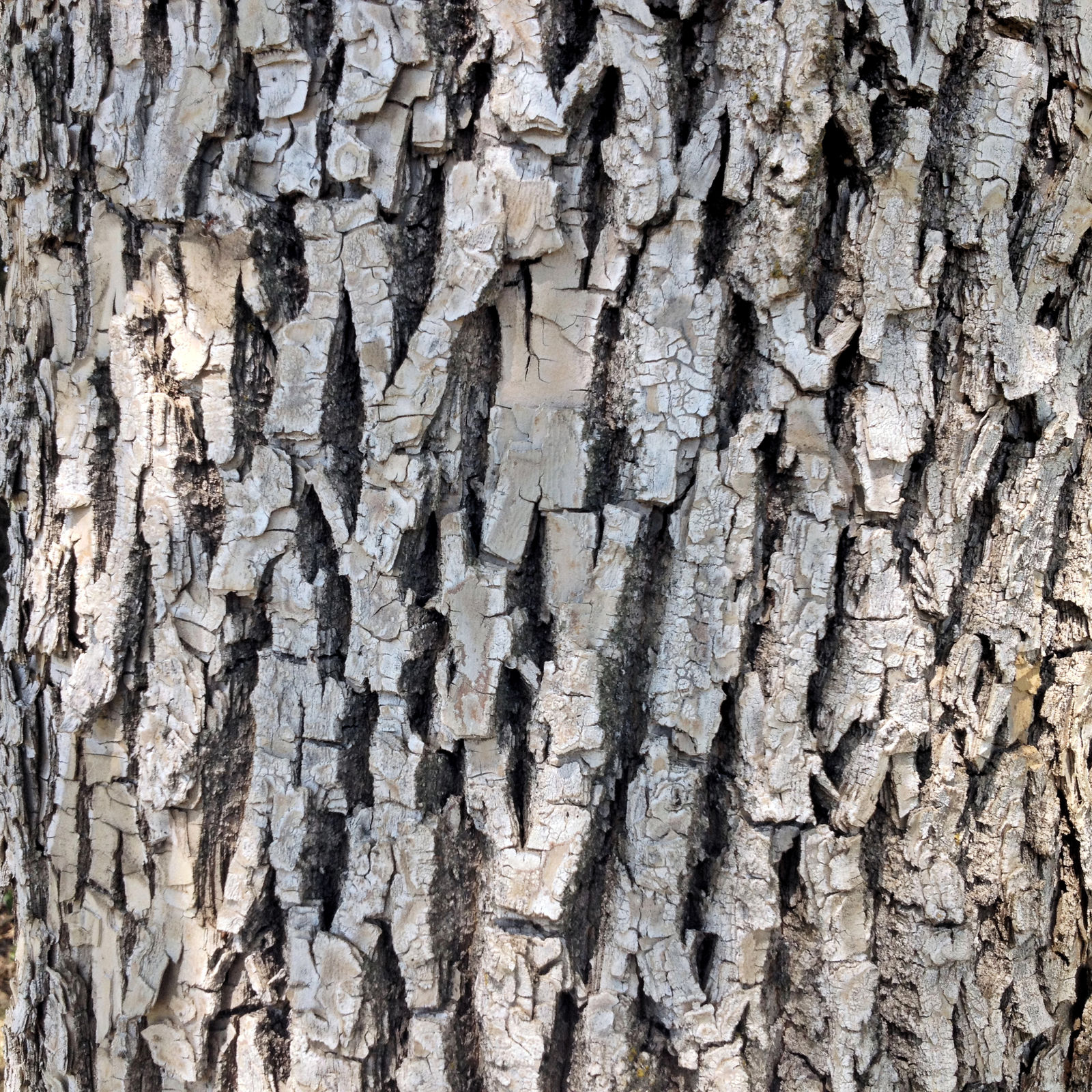 Rough Tree Bark 5048 w/ tiling versions