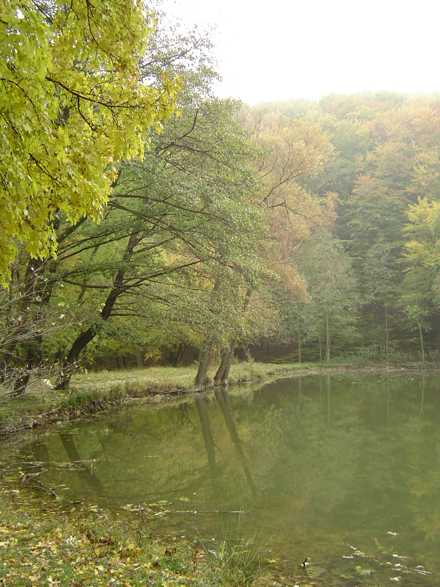 wood n lake