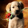 puppy love by hazzegan
