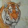 Amur tiger, Siberian tiger