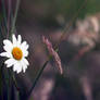 lonely daisy