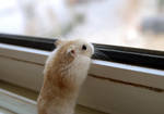 Little baby Hamster by Kivo-De-Fly