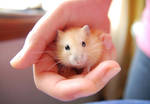 Little baby Hamster3 by Kivo-De-Fly