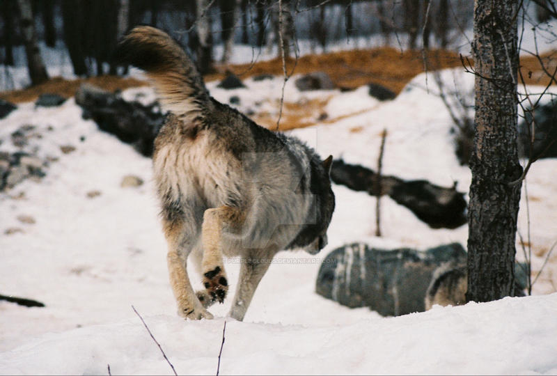 Wolf Backside by PurpleCl0uds on DeviantArt