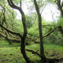 moss covered trees Dartmoor
